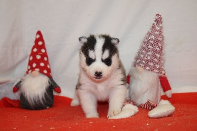 CHIOT 4 noir et blanc