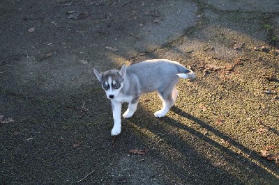 CHIOT 3 gris loup yeux bleus