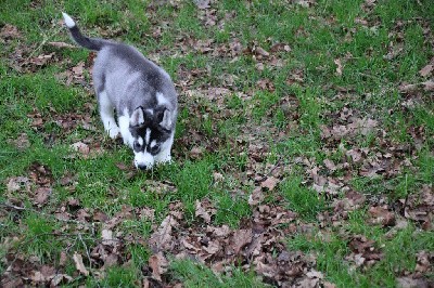 CHIOT 6 noir et blanc