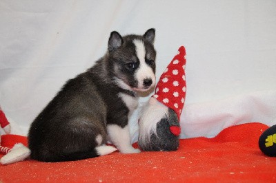 CHIOT 4 gris loup yeux marrons