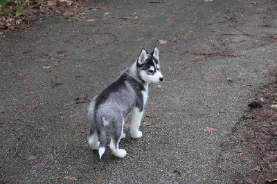 CHIOT 2 noir et blanc