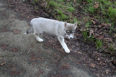 CHIOT 4 gris loup yeux marrons