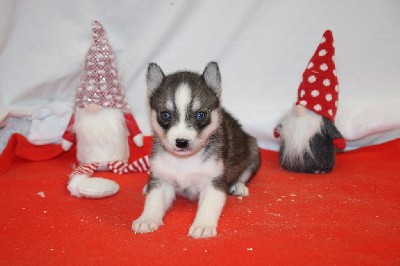 CHIOT 3 gris loup yeux bleus