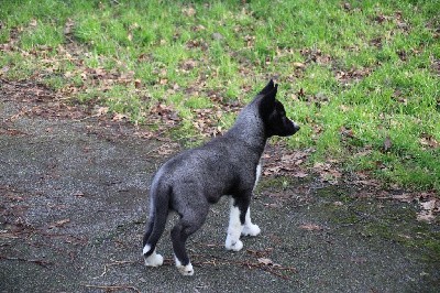 CHIOT 2 noir yeux marrons