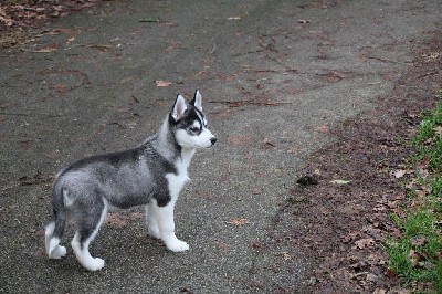 CHIOT 2 noir et blanc