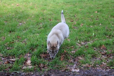 CHIOT 5 gris loup yeux marrons