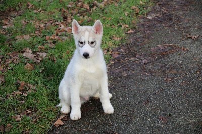 CHIOT 3 gris yeux marrons