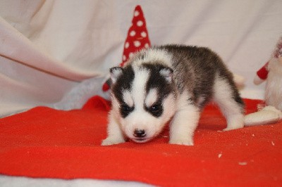 CHIOT 4 noir et blanc