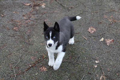 CHIOT 7 noire yeux bleus