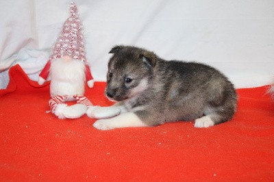 CHIOT 5 gris loup yeux marrons