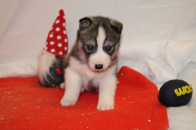 CHIOT 6 gris loup yeux bleus