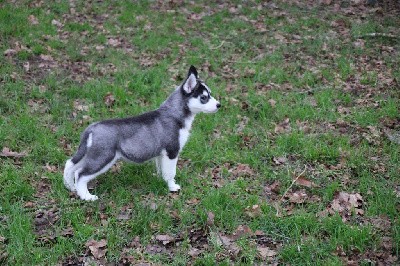 CHIOT 6 noir et blanc