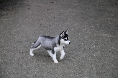 CHIOT 8 noire et blanche