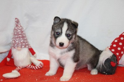 CHIOT 6 gris loup yeux bleus