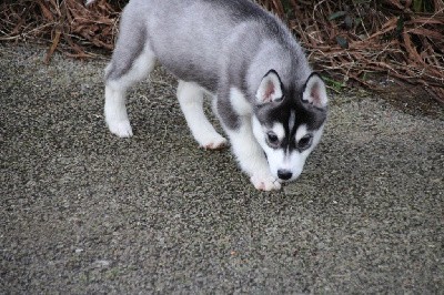 CHIOT 8 noire et blanche