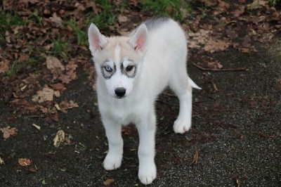 CHIOT 1 gris yeux vairons