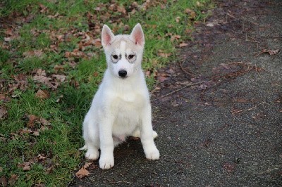 CHIOT 3 gris yeux marrons