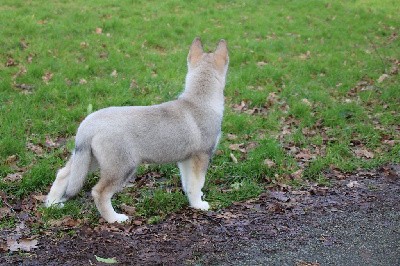 CHIOT 5 gris loup yeux marrons