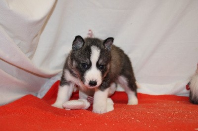 CHIOT 4 gris loup yeux marrons