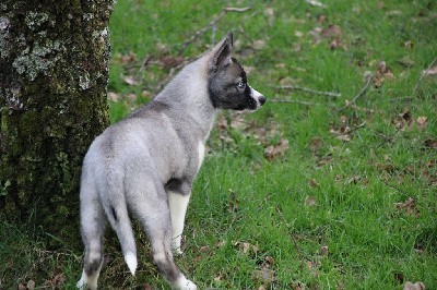 CHIOT 8 gris loup