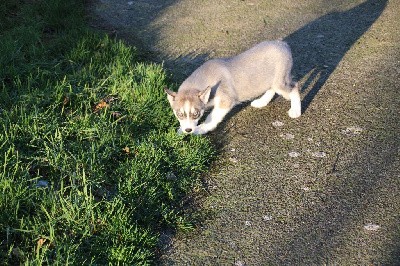 CHIOT 3 gris loup yeux bleus