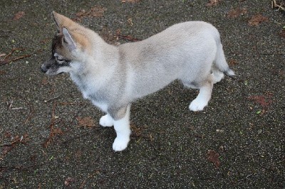 CHIOT 5 gris loup yeux marrons