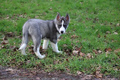 CHIOT 4 gris loup yeux marrons