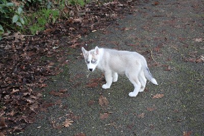 CHIOT 6 grise yeux bleus