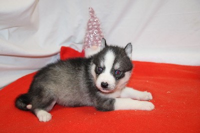 CHIOT 1 gris loup yeux bleus