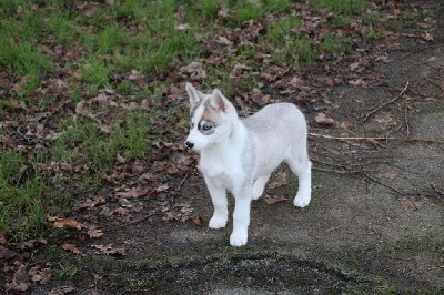 CHIOT 6 grise yeux bleus