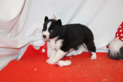 CHIOT 7 noire yeux bleus