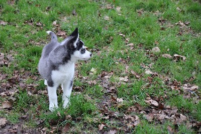 CHIOT 6 noir et blanc