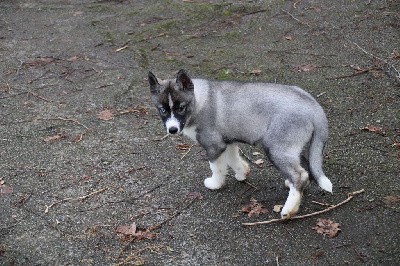 CHIOT 8 gris loup