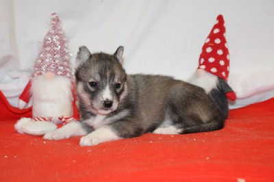 CHIOT 4 gris loup yeux marrons