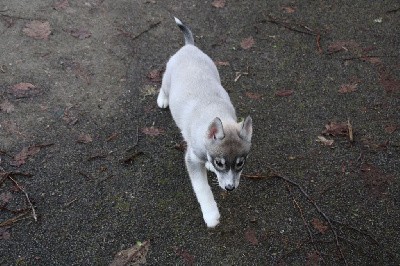 CHIOT 4 gris loup yeux marrons