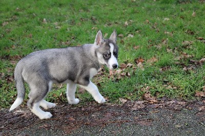 CHIOT 4 gris loup yeux marrons