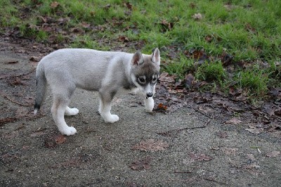 CHIOT 4 gris loup yeux marrons