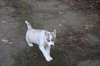 CHIOT 6 grise yeux bleus