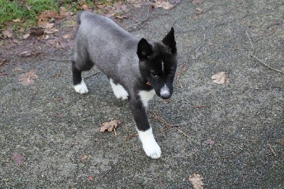 CHIOT 2 noir yeux marrons