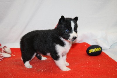 CHIOT 7 noire yeux bleus