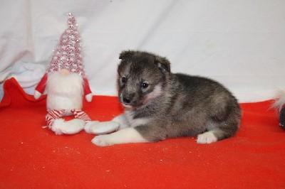 CHIOT 5 gris loup yeux marrons