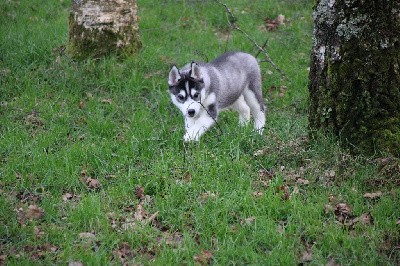 CHIOT 2 noir et blanc