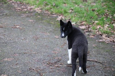 CHIOT 5 noire yeux marrons