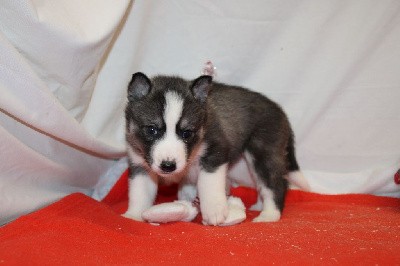 CHIOT 4 gris loup yeux marrons