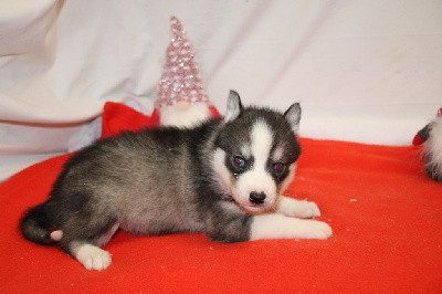 CHIOT 1 gris loup yeux bleus