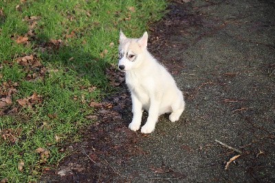 CHIOT 1 gris yeux vairons