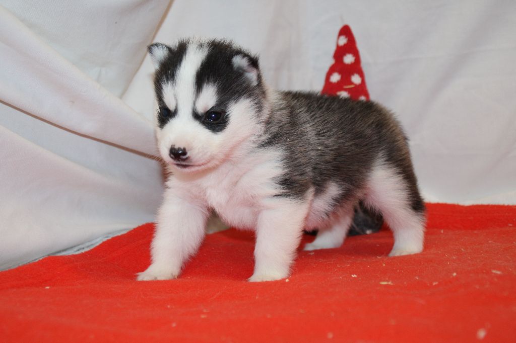 Des Legendes Du Triskel - Chiot disponible  - Siberian Husky