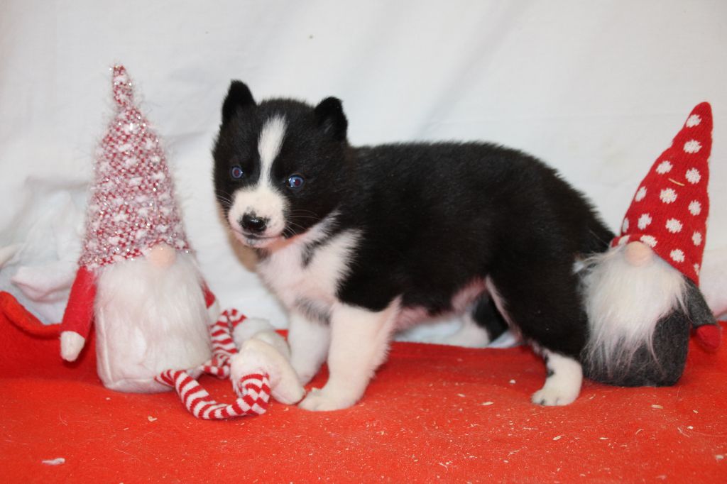 Des Legendes Du Triskel - Chiot disponible  - Siberian Husky