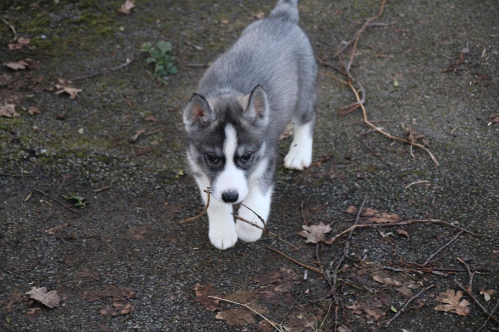 Des Legendes Du Triskel - Chiot disponible  - Siberian Husky