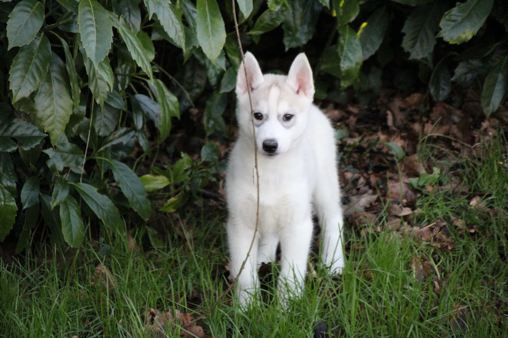 Des Legendes Du Triskel - Chiot disponible  - Siberian Husky